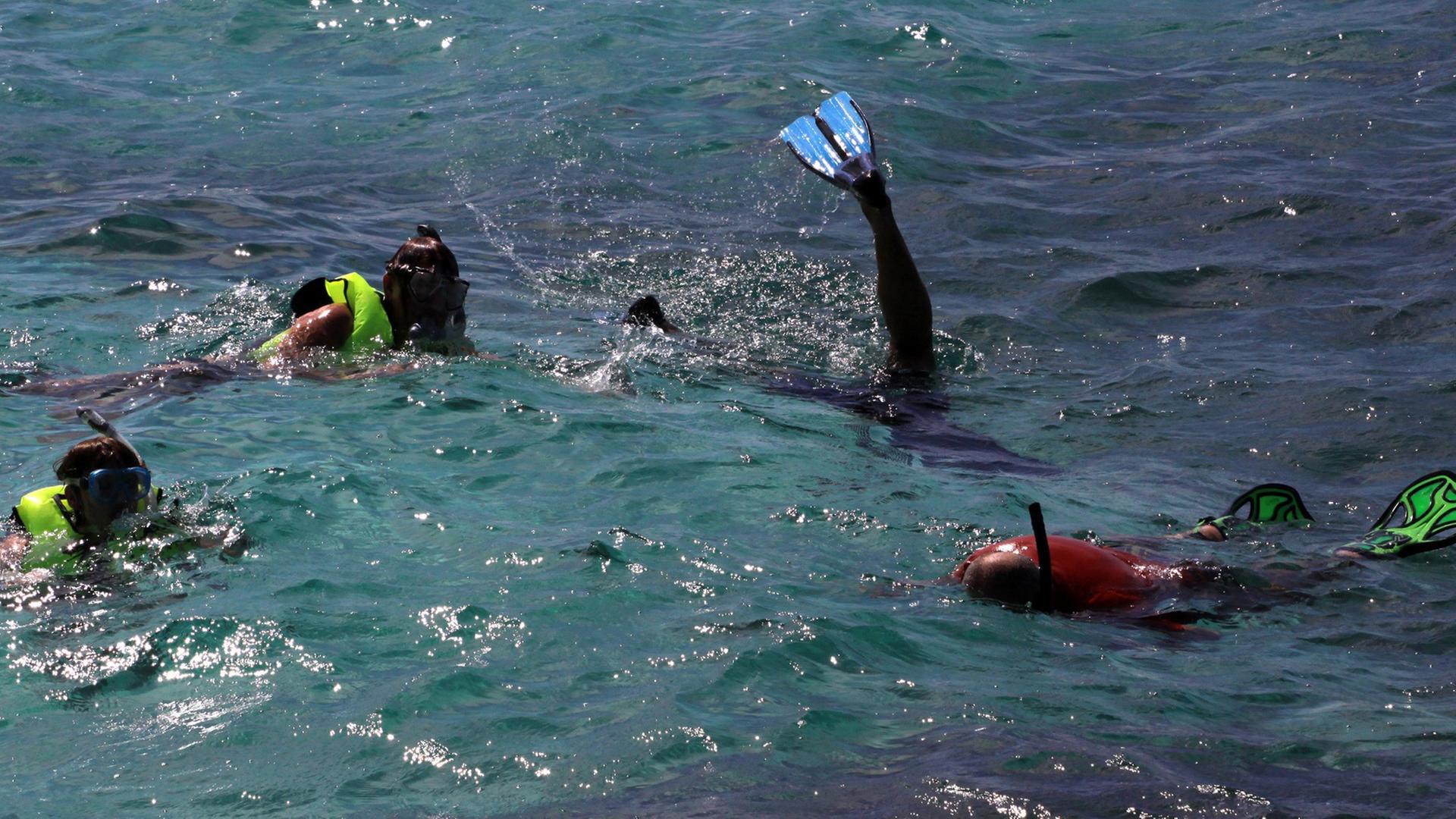 Taucher betrachten beim Schnorcheln an der "Playa Esmeralda" bei Guardalavaca auf Kuba am 26.04.2014 die "Schätze" der Unterwasserwelt. Taucher betrachten beim Schnorcheln an der "Playa Esmeralda" bei Guardalavaca auf Kuba am 26.04.2014 die "Schätze" der Unterwasserwelt.