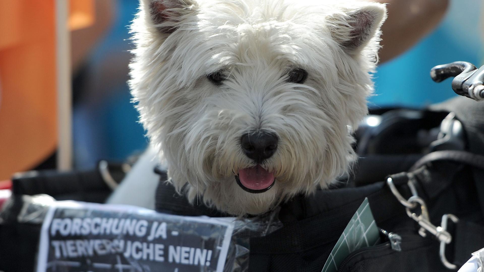 Ein Hund sitzt am 26.04.2014 bei einer Demonstration in Berlin in einem Korb auf dem das Motto der Protestaktion "Forschung ja - Tierversuche nein!" Ein Hund sitzt am 26.04.2014 bei einer Demonstration in Berlin in einem Korb auf dem das Motto der Protestaktion "Forschung ja - Tierversuche nein!"