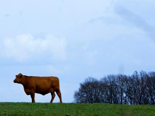 Deutsch-Angus-Rinder sind am 19.04.2013 in Klepelshagen (Mecklenburg-Vorpommern) auf den ausgedehnten Weiden der Deutschen Wildtierstiftung zu sehen.