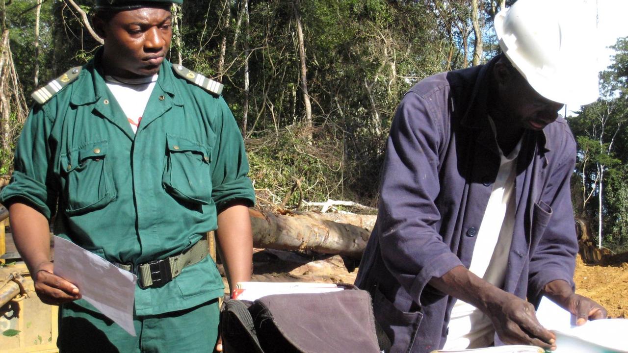 Ein staatlicher Mitarbeiter in Kamerun kontrolliert eine Holzfirma beim Fällen von Bäumen im Regenwald Ein staatlicher Mitarbeiter in Kamerun kontrolliert eine Holzfirma beim Fällen von Bäumen im Regenwald