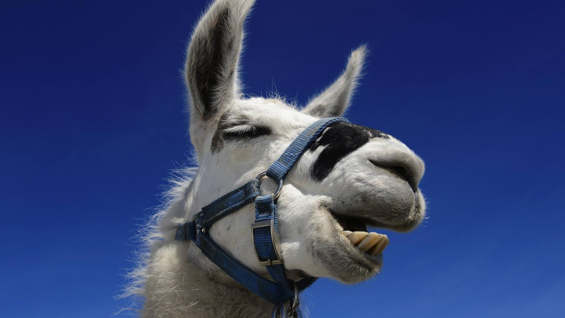 Ein Portrait von einem Lama beim Wiederkäuen aus der Froschperspektive vor einem blauen Himmel in den Karnischen Dolomiten, Österreich. Ein Portrait von einem Lama beim Wiederkäuen aus der Froschperspektive vor einem blauen Himmel in den Karnischen Dolomiten, Österreich.
