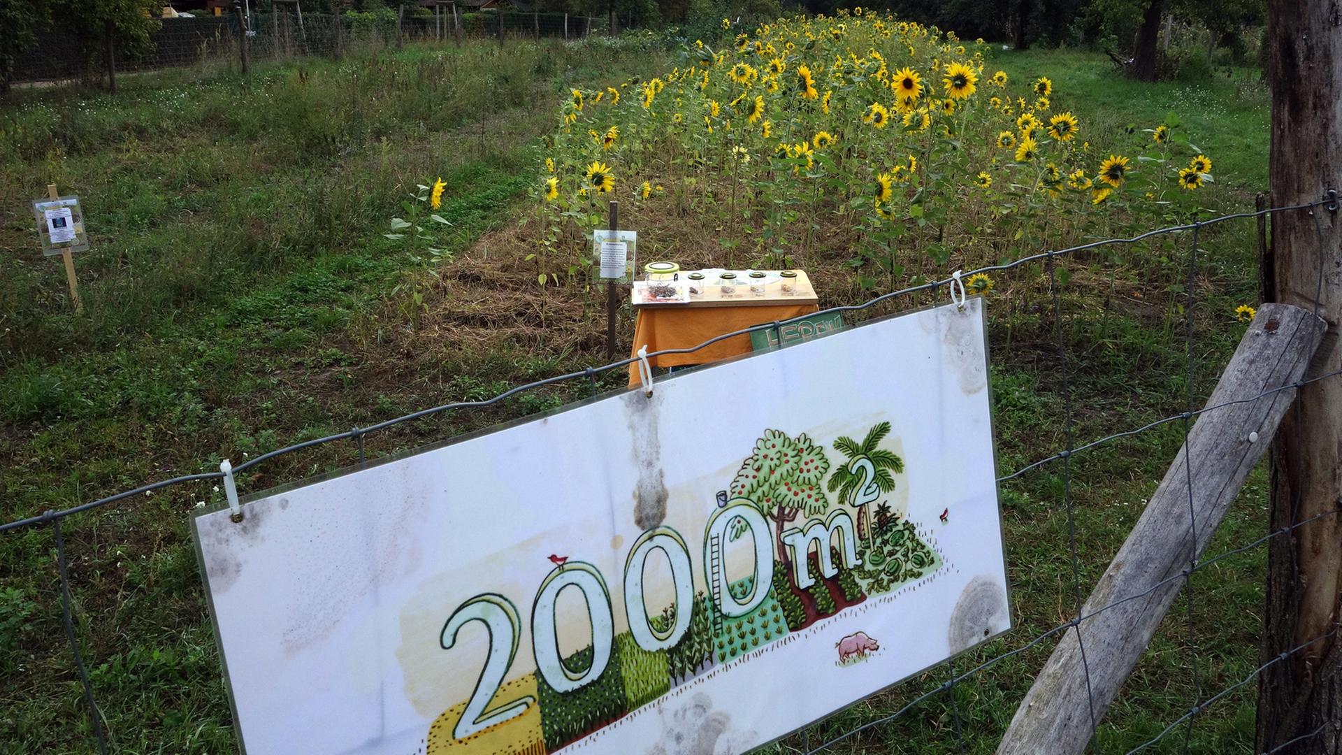 Was kann man auf einer Fläche von 2000 Quadratmetern anbauen? Was kann man auf einer Fläche von 2000 Quadratmetern anbauen?
