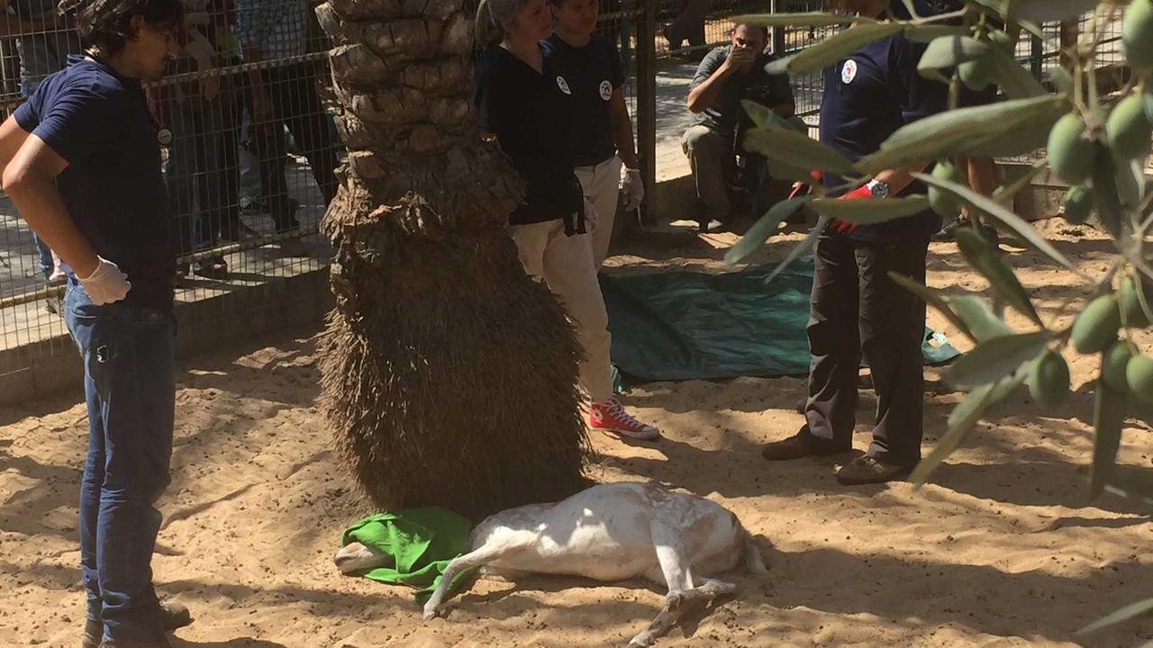 Der kleine Hirsch im Zoo von Khan Younis (Gaza) wurde betäubt, damit er in seine neue Heimat gebracht werden kann. Der kleine Hirsch im Zoo von Khan Younis (Gaza) wurde betäubt, damit er in seine neue Heimat gebracht werden kann.