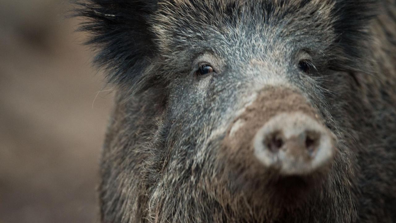 Ein Wildschwein in der Frontansicht. Ein Wildschwein in der Frontansicht.