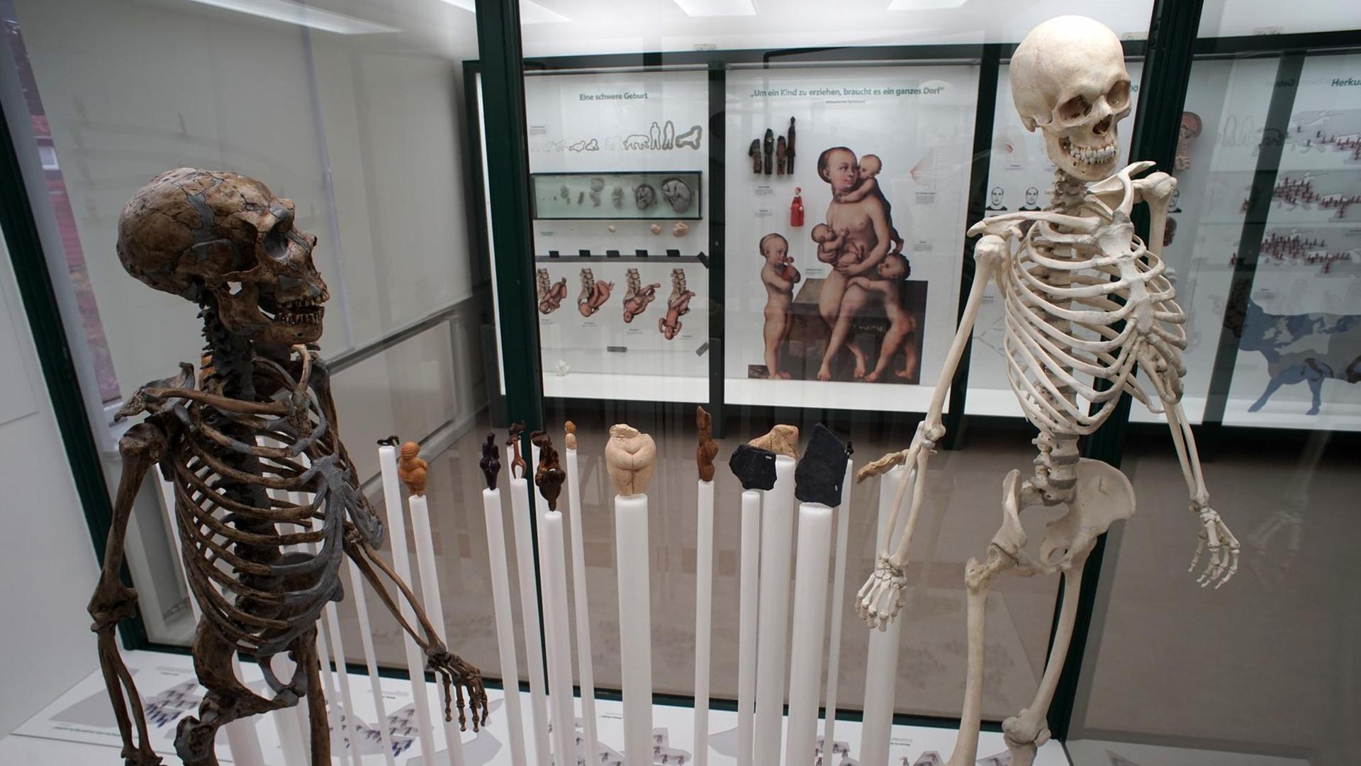 Ausstellung der zur Evolution des Menschen im Phyletischen Museum der Uni Jena. Ausstellung der zur Evolution des Menschen im Phyletischen Museum der Uni Jena.