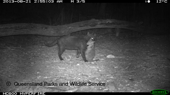 Eine wilde Katze hat im australischen Queensland-Nationalpark ein Kurznagelkänguru erlegt. Eine wilde Katze hat im australischen Queensland-Nationalpark ein Kurznagelkänguru erlegt.