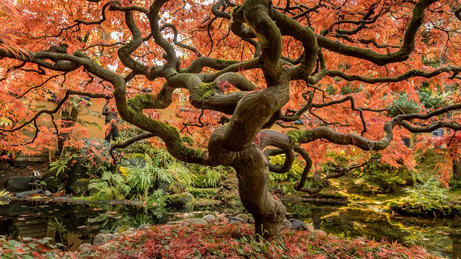 Ein knorriger Baum mit roten Blättern. Ein knorriger Baum mit roten Blättern.