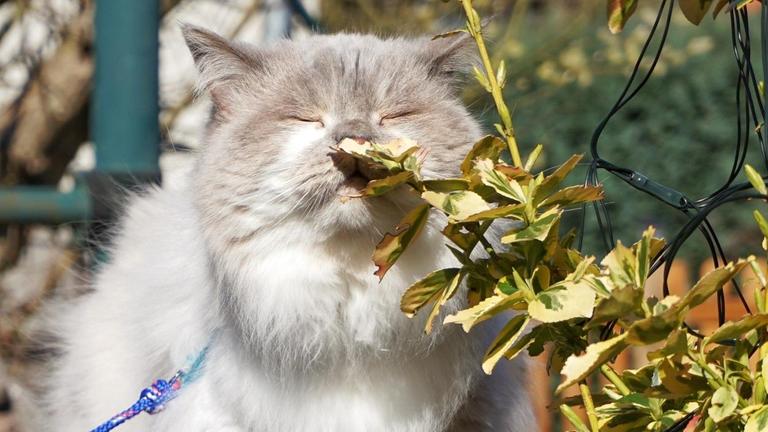 Eine grau-weiße Katze schnuppert mit geschlossenen Augen an einem Blatt. Eine grau-weiße Katze schnuppert mit geschlossenen Augen an einem Blatt.