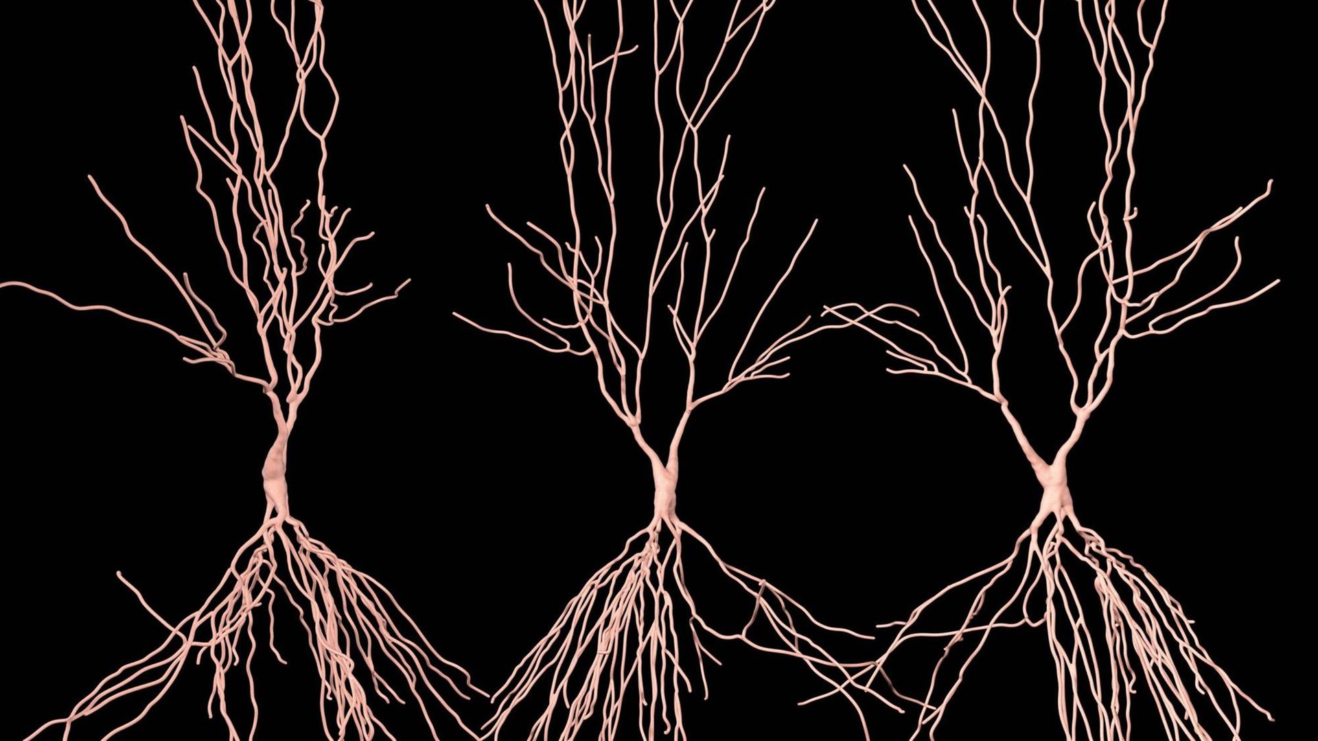 Computer-Illustration von Hippocampus Neuronen: Der Hippocampus im menschenlichen Gehirn ist für das Langzeitgedächtnis zuständig