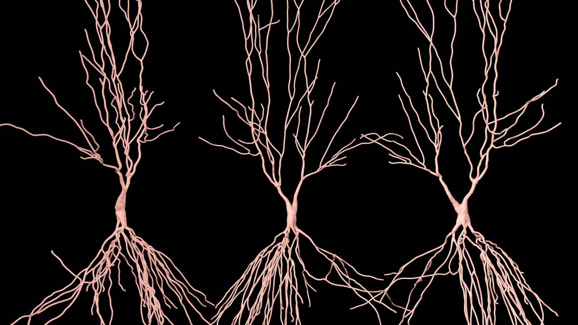 Computer-Illustration von Hippocampus Neuronen: Der Hippocampus im menschenlichen Gehirn ist für das Langzeitgedächtnis zuständig Computer-Illustration von Hippocampus Neuronen: Der Hippocampus im menschenlichen Gehirn ist für das Langzeitgedächtnis zuständig