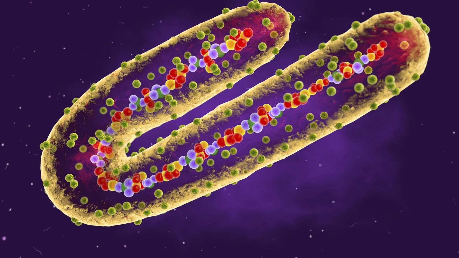 Vielfarbige Ansicht einer Illustration des Marbug Virus Vielfarbige Ansicht einer Illustration des Marbug Virus