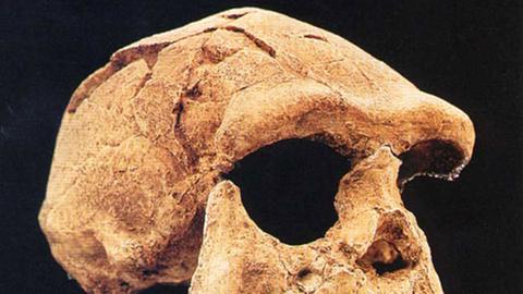 Schädel eines Homo erectus, eines frühen Verwandten des heutigen Menschen