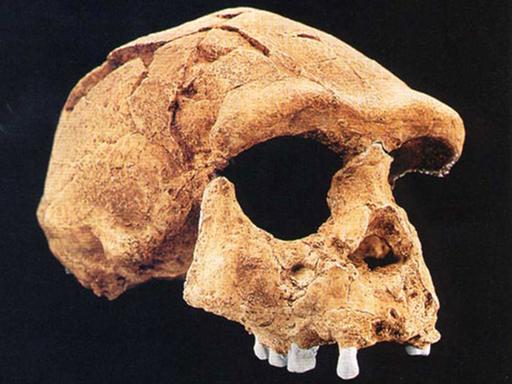 Der Homo erectus ist ein früher Verwandter des heutigen Menschen.