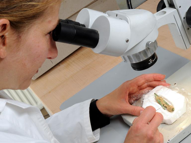 Eine Wissenschaftlerin blickt durch ein Mikroskop auf bronzene Nadeln.