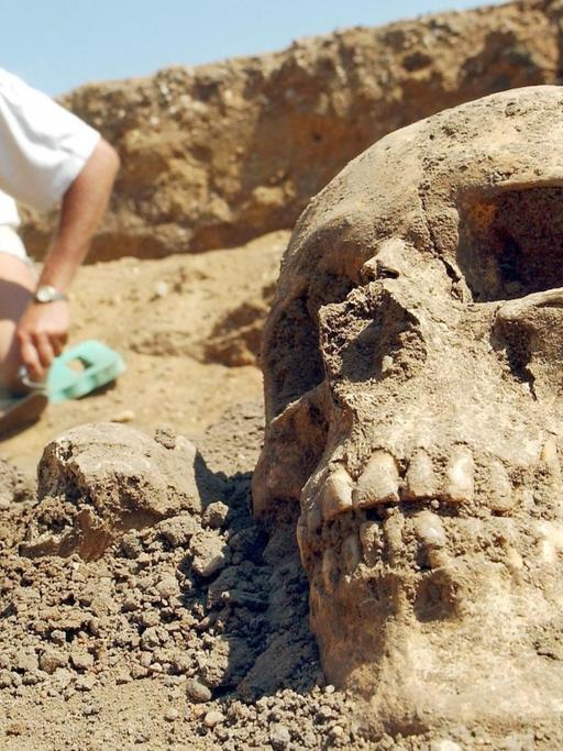 Ein ca. 4.000 Jahre alter Totenschädel