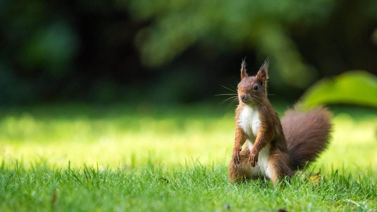 Ein rötlich-braunes Eichhörnchen steht auf den Hinterläufen auf einer Wiese. Ein rötlich-braunes Eichhörnchen steht auf den Hinterläufen auf einer Wiese.