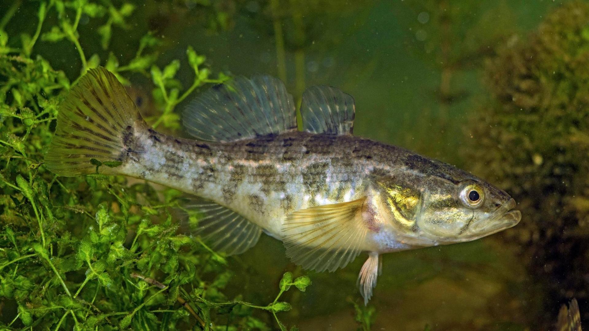 Seitenansicht einer Amur-Schläfergrundel (Perccottus glenii) Seitenansicht einer Amur-Schläfergrundel (Perccottus glenii)