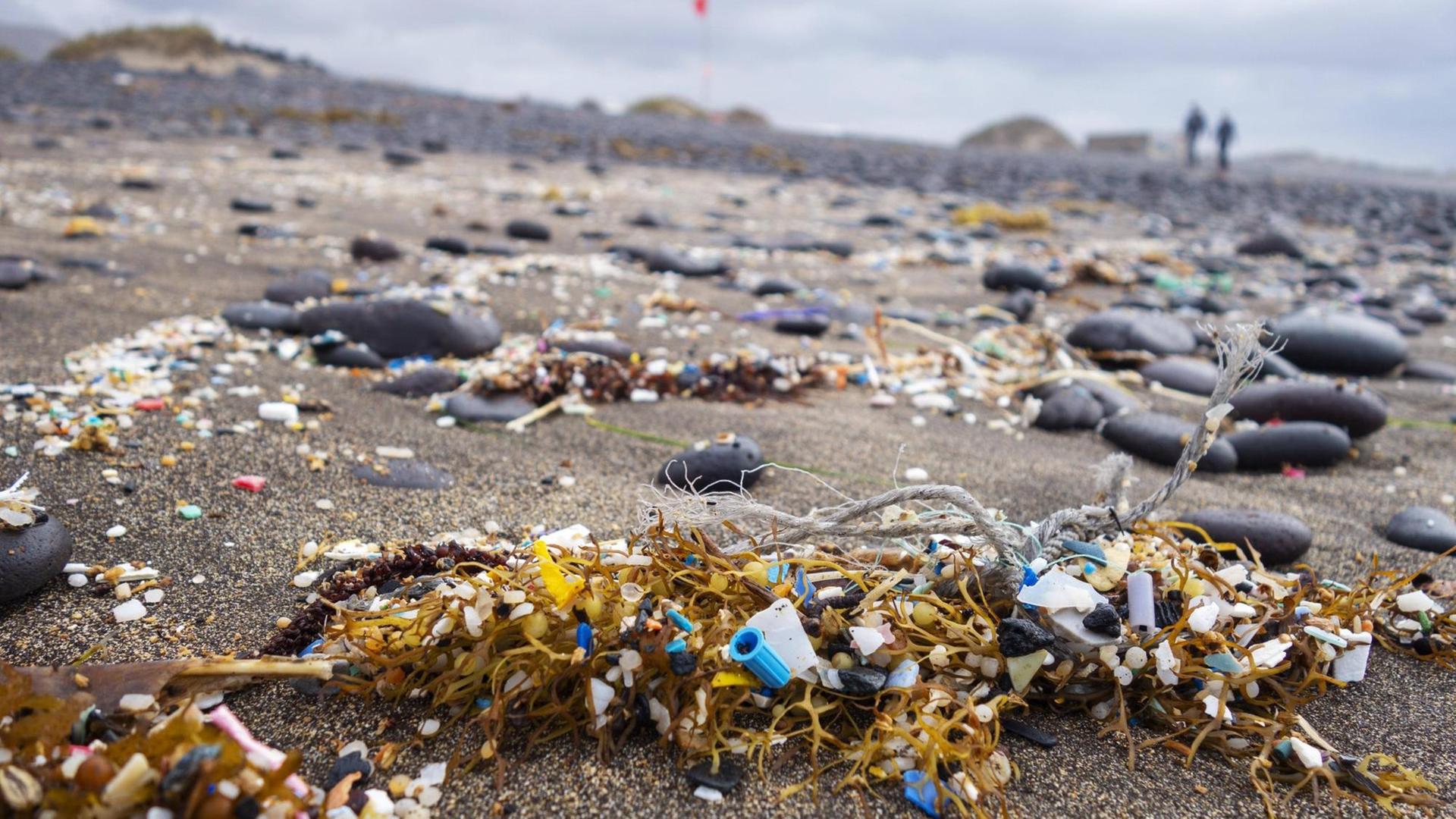 Mikroplastik zwische Seetang am Sandstrand, angespült auf dunklem Lavasand, Playa Famara, Lanzarote, Kanarische Inseln, Spanien, Europa. Mikroplastik zwische Seetang am Sandstrand, angespült auf dunklem Lavasand, Playa Famara, Lanzarote, Kanarische Inseln, Spanien, Europa.