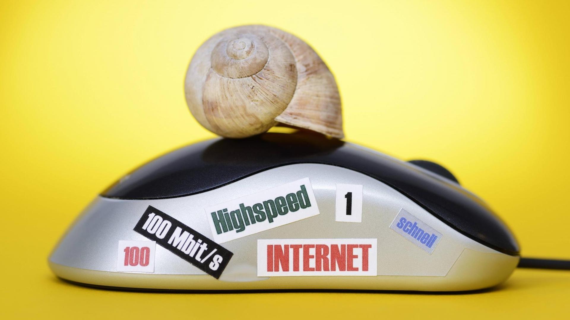 Computermaus mit Aufklebern und Schneckenhaus, Symbolfoto Übertragungsgeschwindigkeit Computermaus mit Aufklebern und Schneckenhaus, Symbolfoto Übertragungsgeschwindigkeit