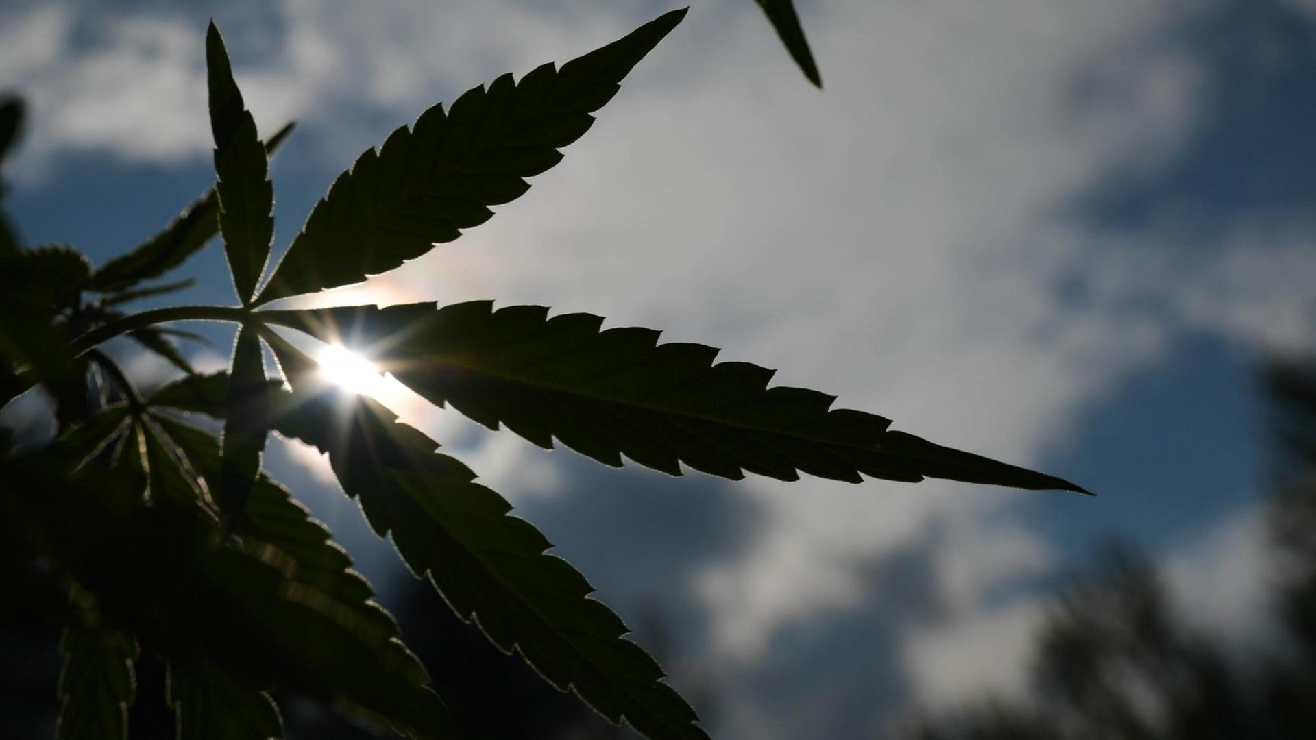 Cannabis-Pflanze im Gegenlicht der Sonne, hier in Edmonton, Alberta, Kanada Cannabis-Pflanze im Gegenlicht der Sonne, hier in Edmonton, Alberta, Kanada