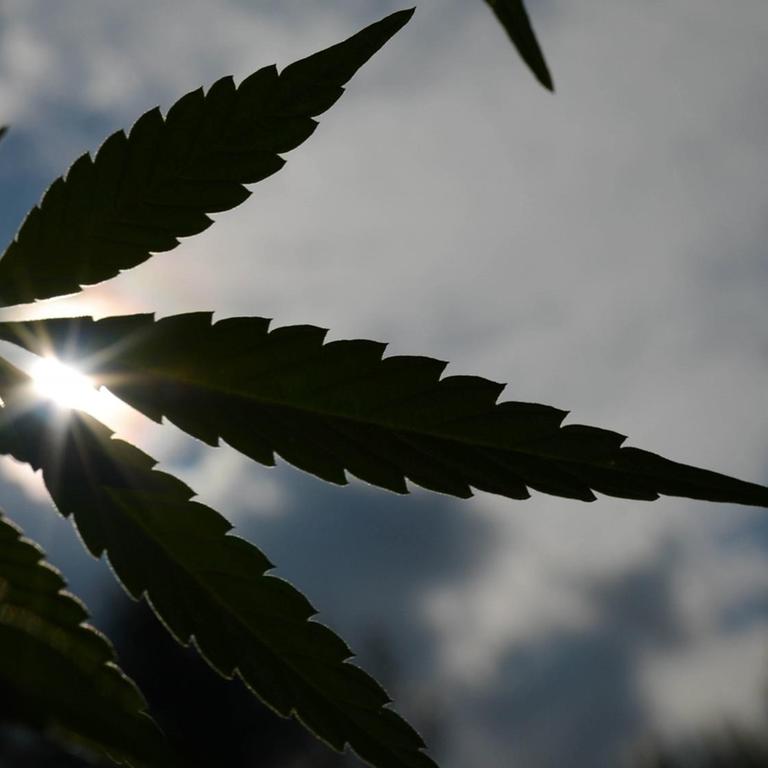Cannabis-Pflanze im Gegenlicht der Sonne, hier in Edmonton, Alberta, Kanada