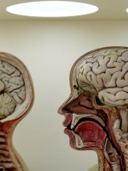 Im Deutschen Hygiene-Museum Dresden wird in einer dauerhaften Ausstellung das menschliche Gehirn vorgestellt, 2005