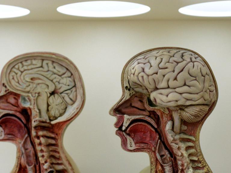 Im Deutschen Hygiene-Museum Dresden wird in einer dauerhaften Ausstellung das menschliche Gehirn vorgestellt, 2005