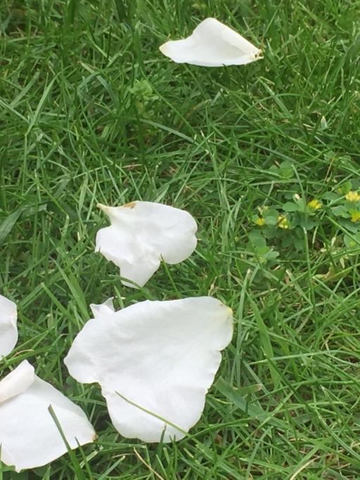 Heruntergefallene weiße Rosenblätter auf grünem Rasen