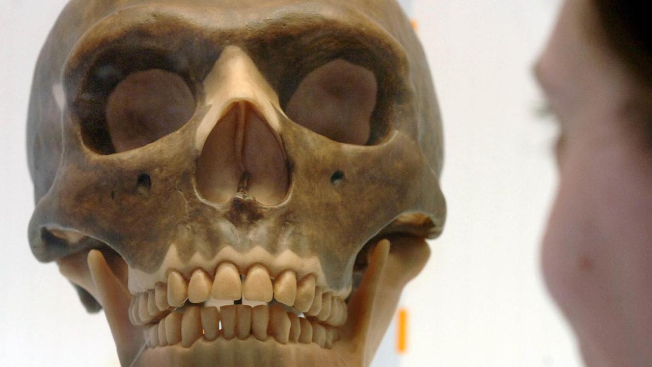 Eine Mitarbeiterin des Max-Planck-Instituts betrachtet in einer Ausstellung zur Menschheitsgeschichte einen hinter Glas ausgestellte Nachbildung eines Neandertaler-Kopfes.