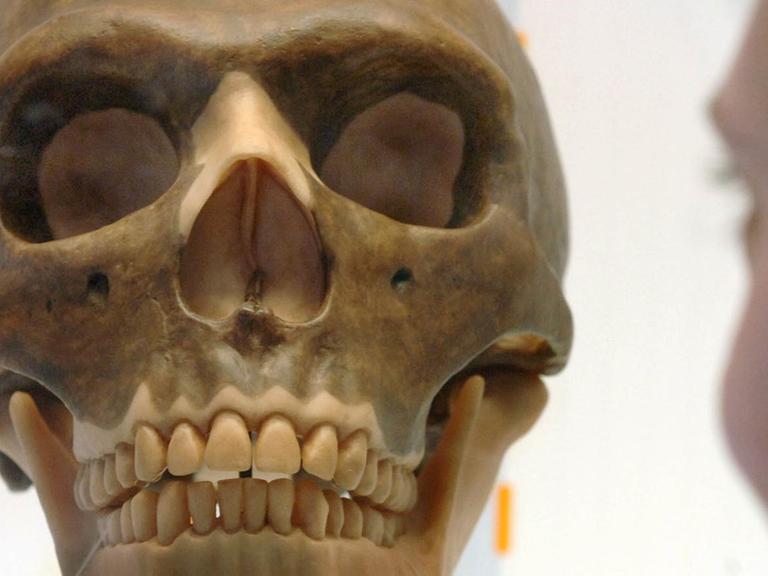 Eine Mitarbeiterin des Max-Planck-Instituts betrachtet in einer Ausstellung zur Menschheitsgeschichte einen hinter Glas ausgestellte Nachbildung eines Neandertaler-Kopfes.