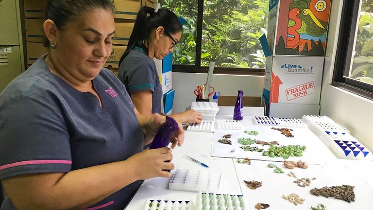 Vorbereitung der Kokons bei "Costa Rica Entomological Supplies" für den Export nach Europa Vorbereitung der Kokons bei "Costa Rica Entomological Supplies" für den Export nach Europa