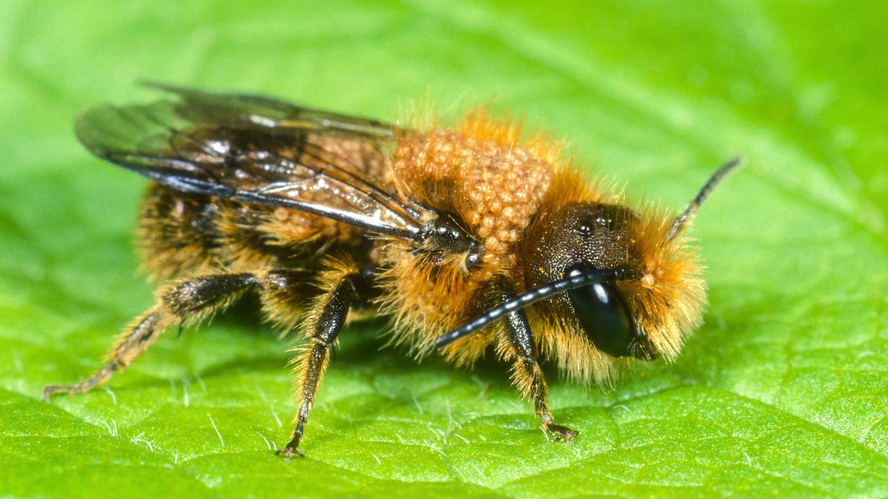 Eine sogenannte Schöterich-Mauerbiene mit starkem Milbenbefall.