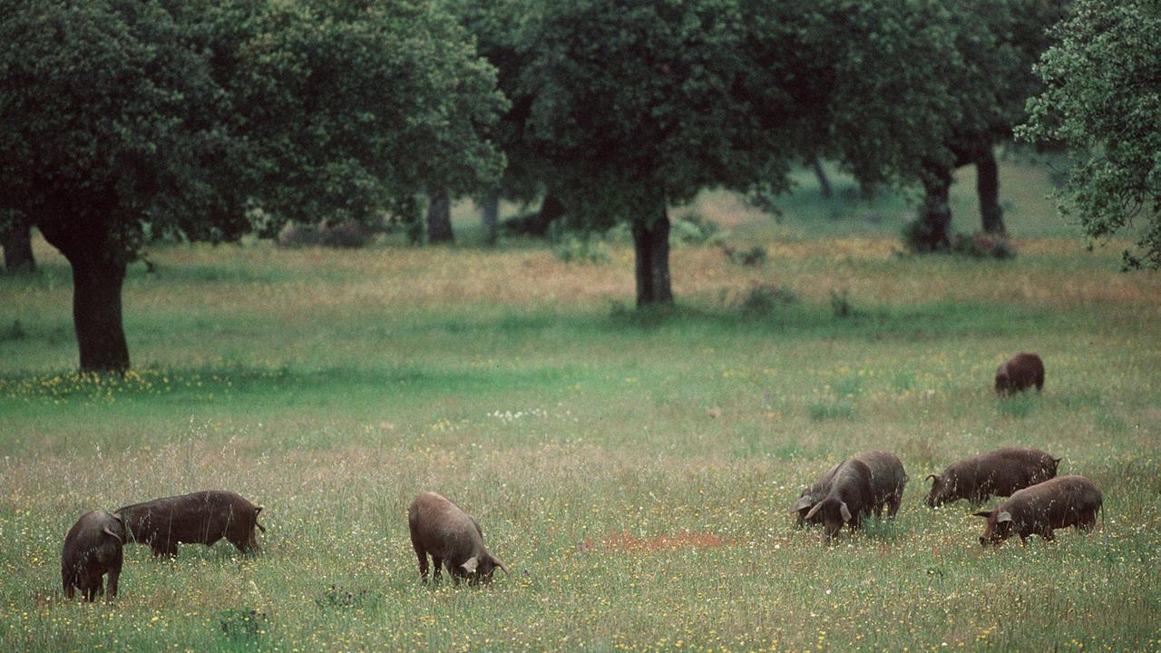 Eine Schweineherde sucht auf einer blühenden Wiese in der spanischen Extremadura unter Steineichen nach Fressbarem. Eine Schweineherde sucht auf einer blühenden Wiese in der spanischen Extremadura unter Steineichen nach Fressbarem.