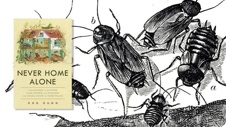 Das Cover des Buches auf einer historischen Illustration von Kakerlaken.