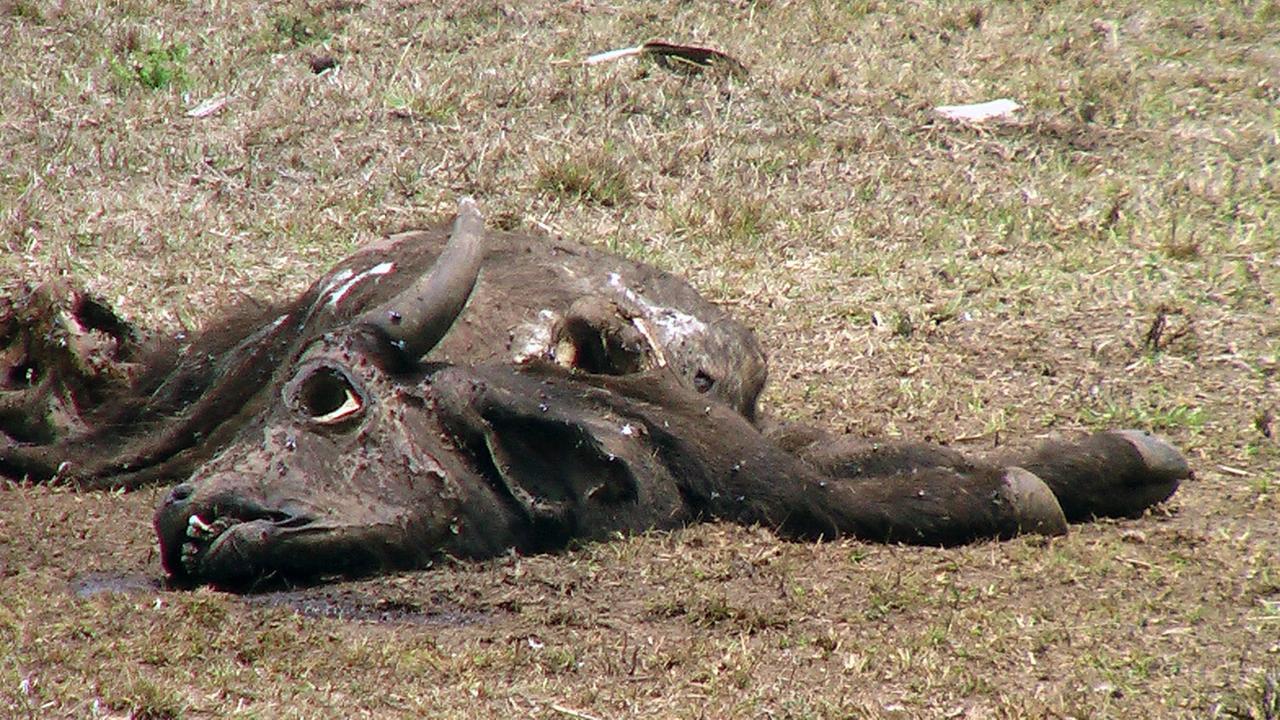 Dürre in Kenia: Verendeter Büffel im Nairobi Nationalpark Dürre in Kenia: Verendeter Büffel im Nairobi Nationalpark