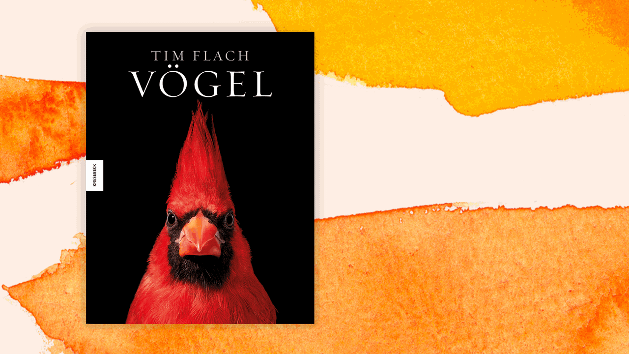 Cover des Buchs "Vögel" von Tim Flach.