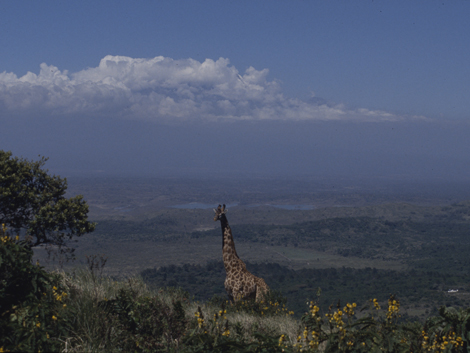 Giraffe am Berghang mit dem Kilimandscharo als Kulisse.