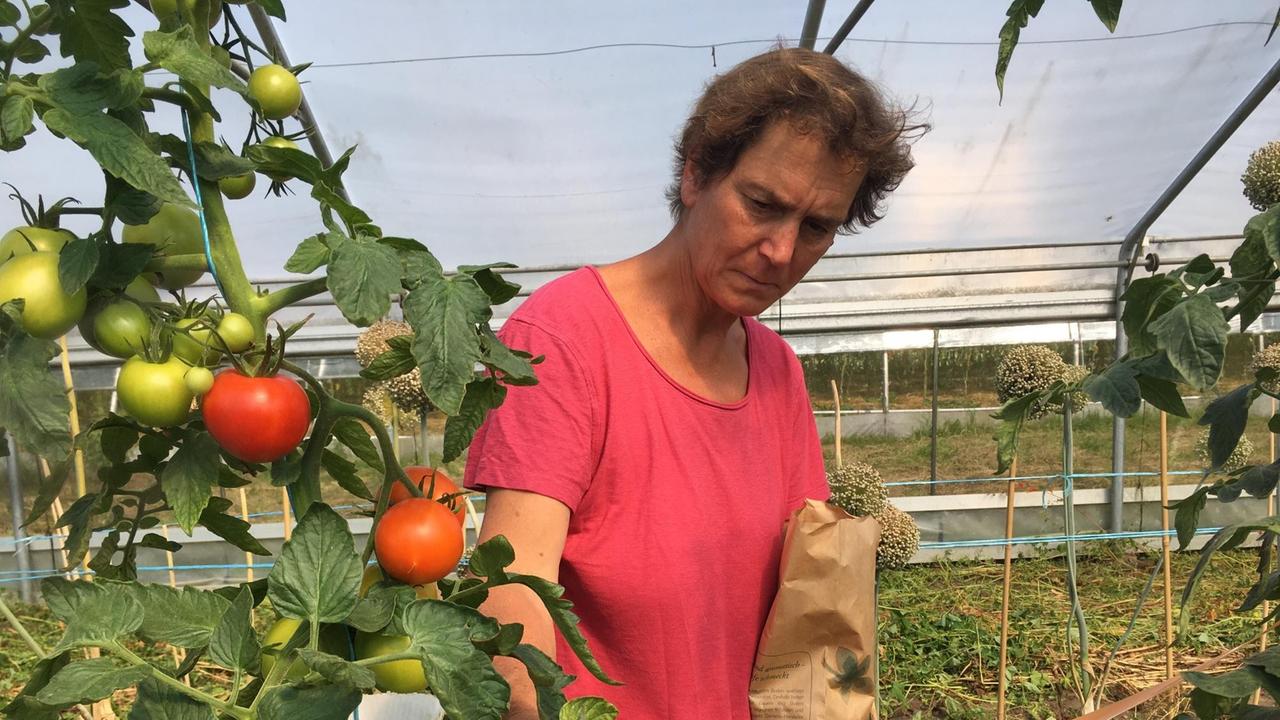 Eine Frau im roten T-Shirt steht neben einer Tomatenpflanze und begutachtet die Früchte. Eine Frau im roten T-Shirt steht neben einer Tomatenpflanze und begutachtet die Früchte.