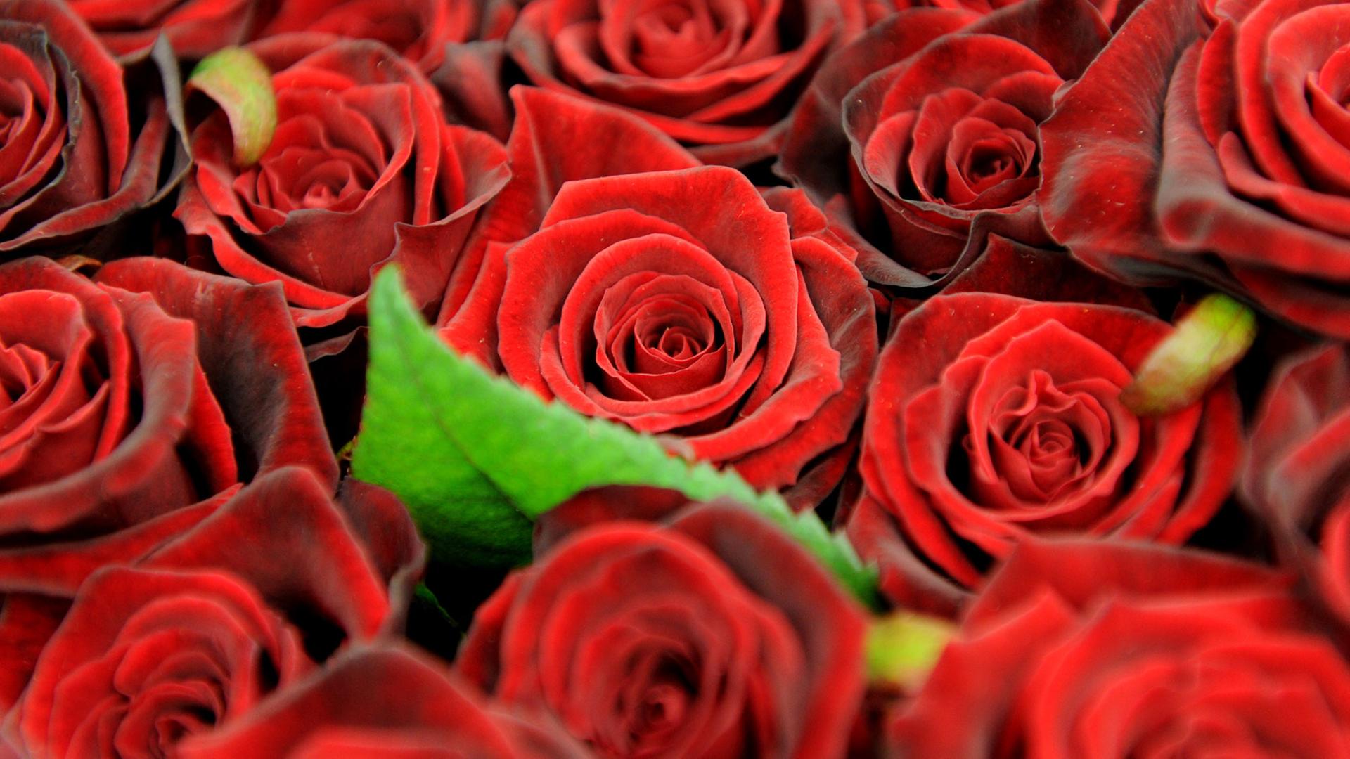 Rote Rosen werden am 10.02.2011 in Hamburg im Blumengroßmarkt zum Verkauf angeboten. Rote Rosen werden am 10.02.2011 in Hamburg im Blumengroßmarkt zum Verkauf angeboten.