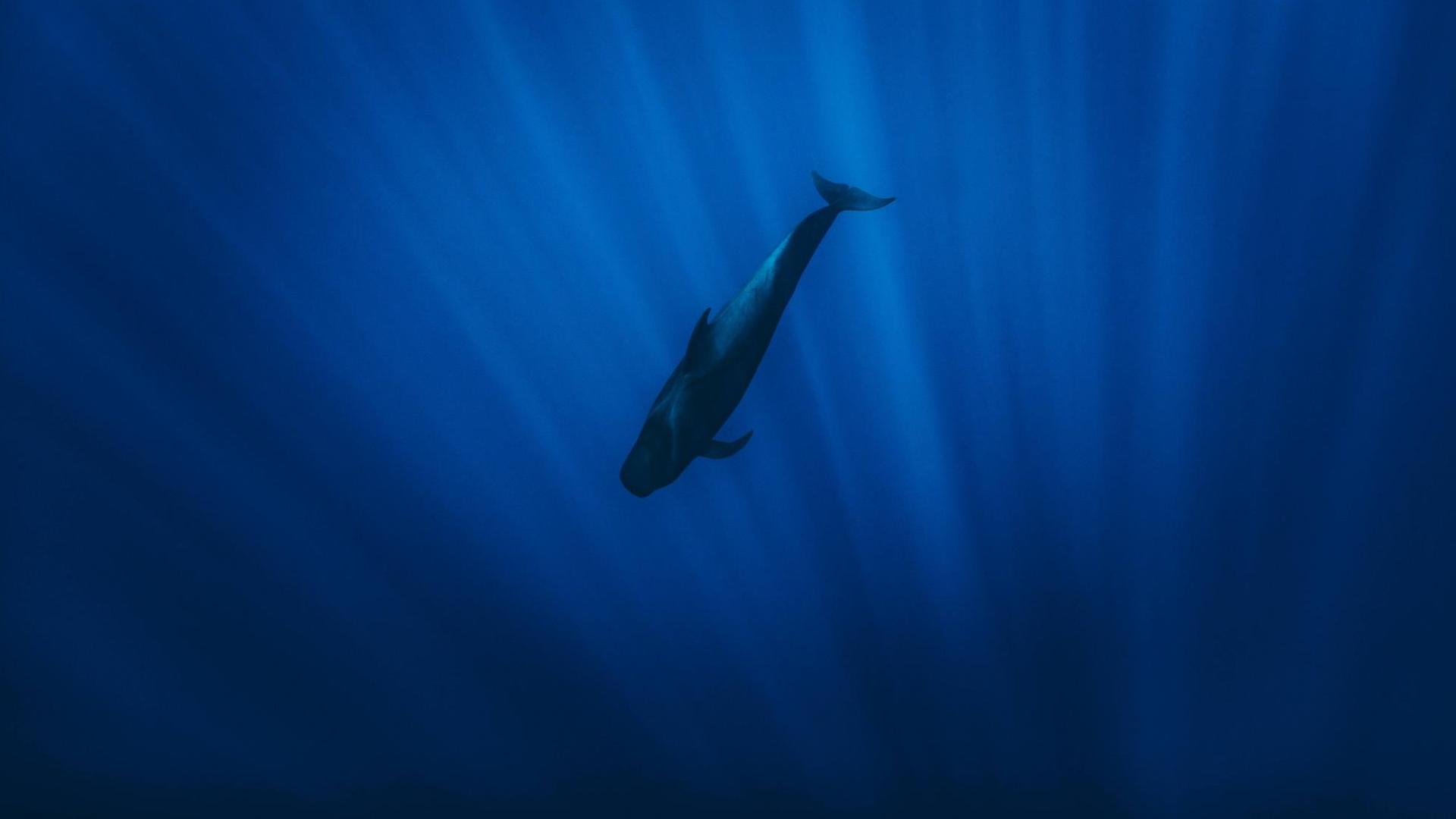 Whale diving through the rays of light in the ocean Santa Cruz de Tenerife, CN, Spain PUBLICATIONxINxGERxSUIxAUTxONLY CR_MIWX200629-429080-01 Whale diving through the rays of light in the ocean Santa Cruz de Tenerife, CN, Spain PUBLICATIONxINxGERxSUIxAUTxONLY CR_MIWX200629-429080-01