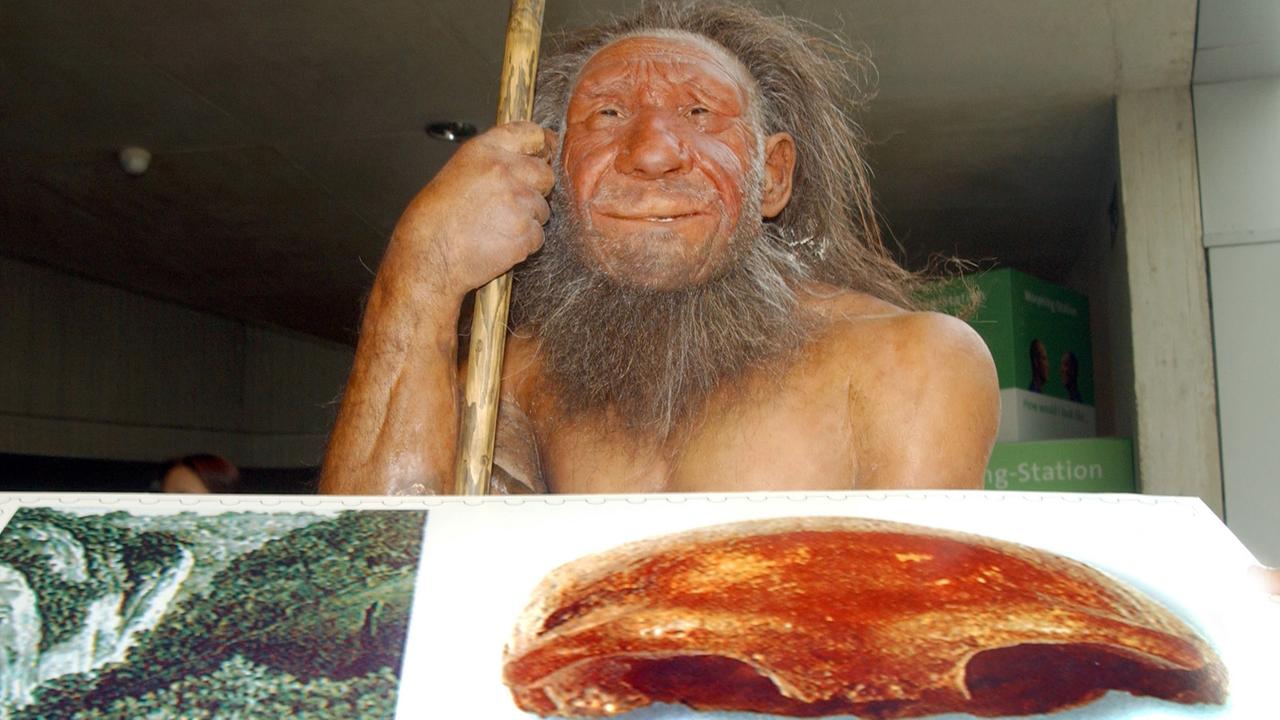 Figur eines Neandertalers im Neandertal-Museum in Mettmann, vor ihm das markante Schädeldach des Homo sapiens neanderthalensis. Figur eines Neandertalers im Neandertal-Museum in Mettmann, vor ihm das markante Schädeldach des Homo sapiens neanderthalensis.