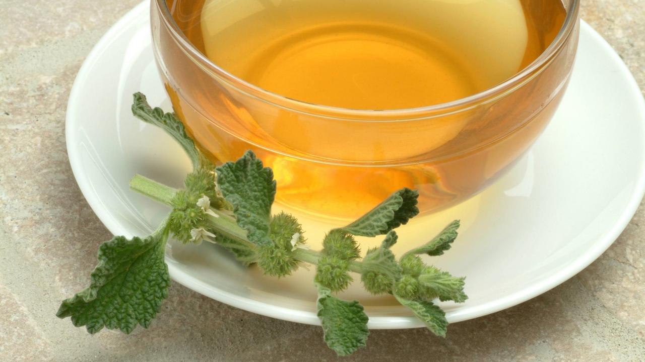 Tee aus Andorn (Marrubium vulgare) , Tee aus Andorn (Marrubium vulgare) ,