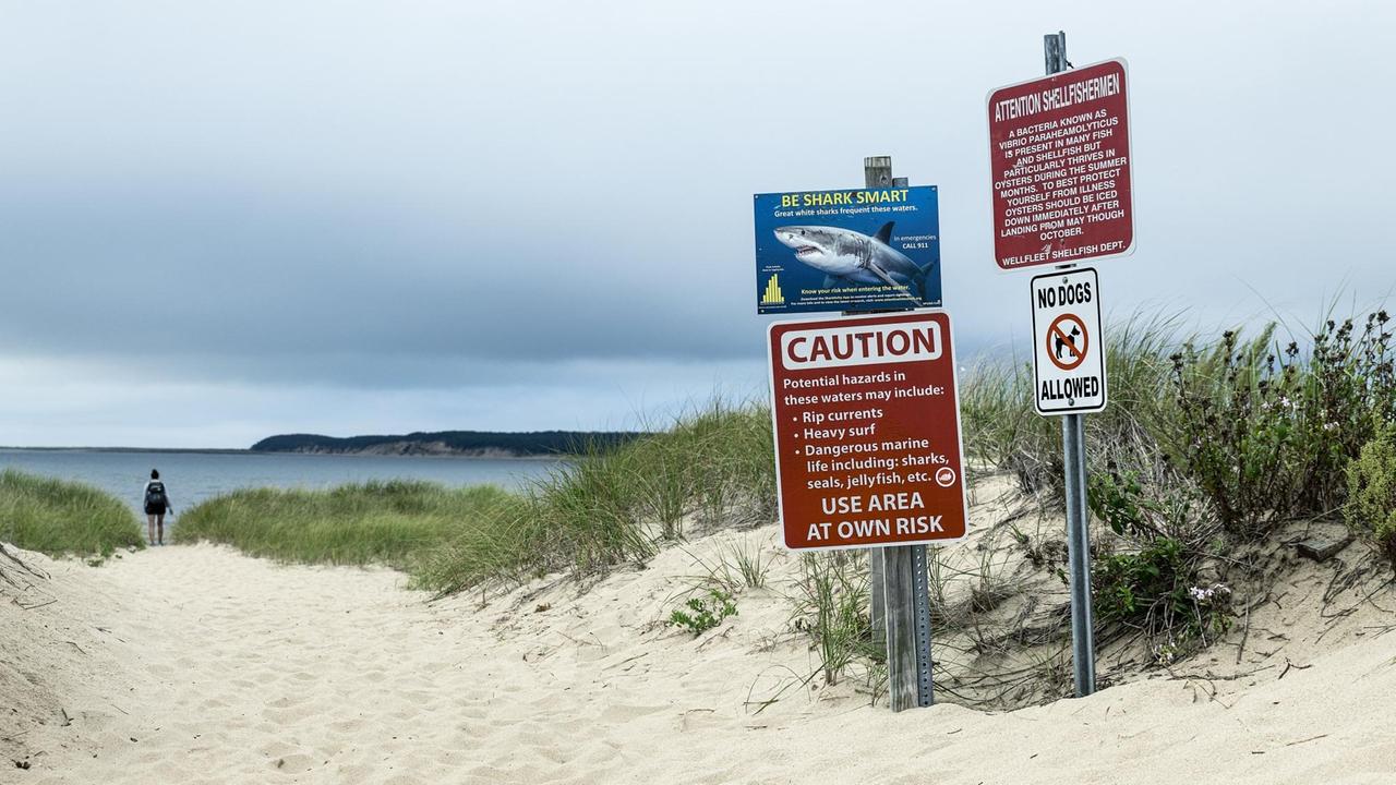 Haiwarnung und andere Warnschilder in Wellfleet in Cape Cod. Links führt ein Dünenweg entlang, am Ende ist eine Person zu sehen. Haiwarnung und andere Warnschilder in Wellfleet in Cape Cod. Links führt ein Dünenweg entlang, am Ende ist eine Person zu sehen.