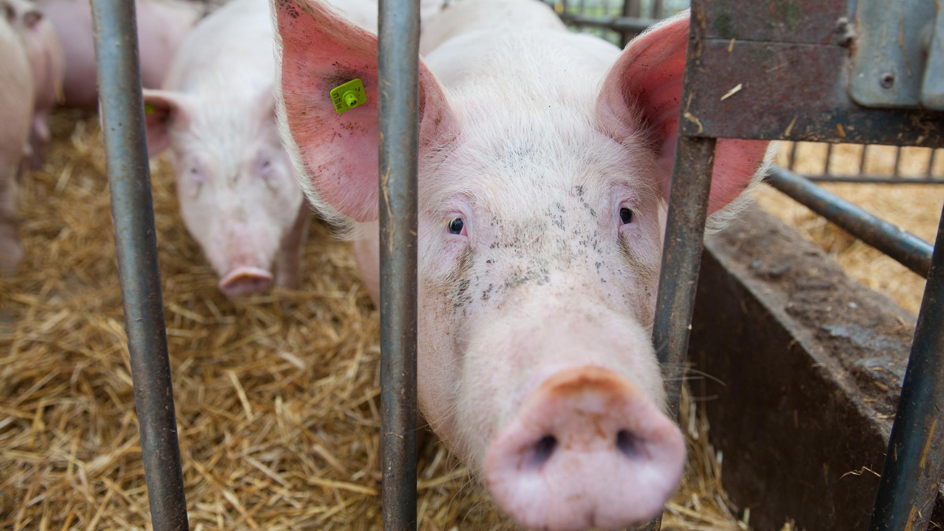Ein Schwein steht in Quickborn auf einem Neuland-Hof im Stroh und schaut durch die Gitterstäbe. Ein Schwein steht in Quickborn auf einem Neuland-Hof im Stroh und schaut durch die Gitterstäbe.