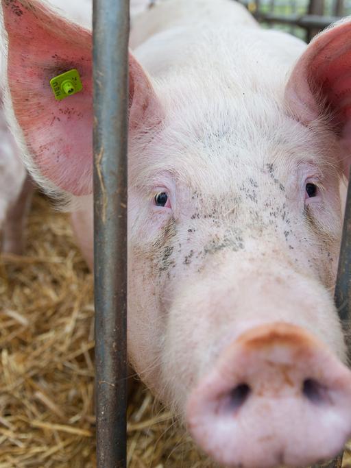 Ein Schwein steht in Quickborn auf einem Neuland-Hof im Stroh und schaut durch die Gitterstäbe.