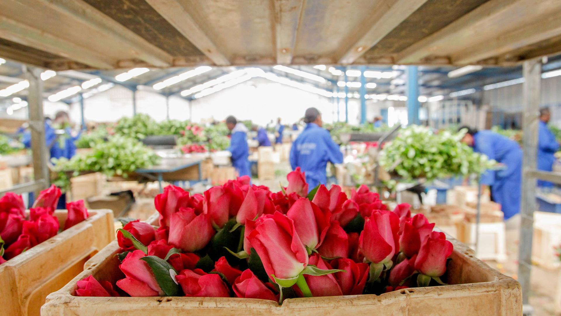 Eine kenianische Blumenfarm am Naivasha See. Eine kenianische Blumenfarm am Naivasha See.