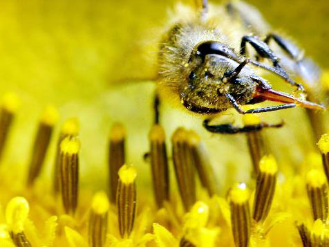 Eine Biene saugt Nektar an einer Blume Eine Biene saugt Nektar an einer Blume