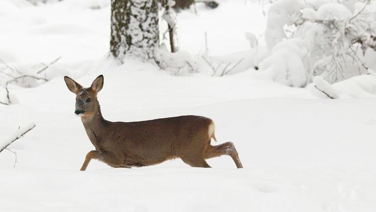 Europaeisches Reh (Capreolus capreolus), Ricke laeuft durch den Tiefschnee, Deutschland, Sachsen | roe deer (Capreolus capreolus), female in deep snow, Germany, Saxony | Verwendung weltweit Europaeisches Reh (Capreolus capreolus), Ricke laeuft durch den Tiefschnee, Deutschland, Sachsen | roe deer (Capreolus capreolus), female in deep snow, Germany, Saxony | Verwendung weltweit