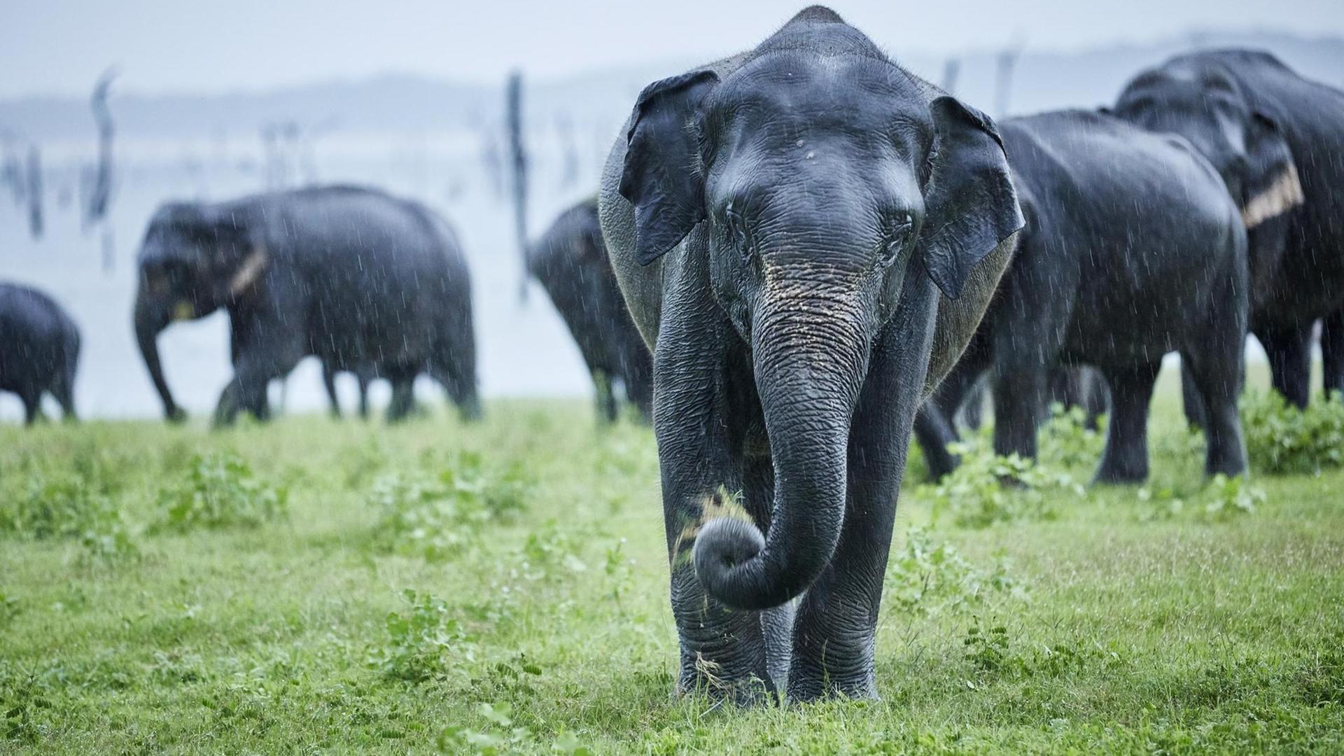 Asiatische Elefanten auf einer Wiese