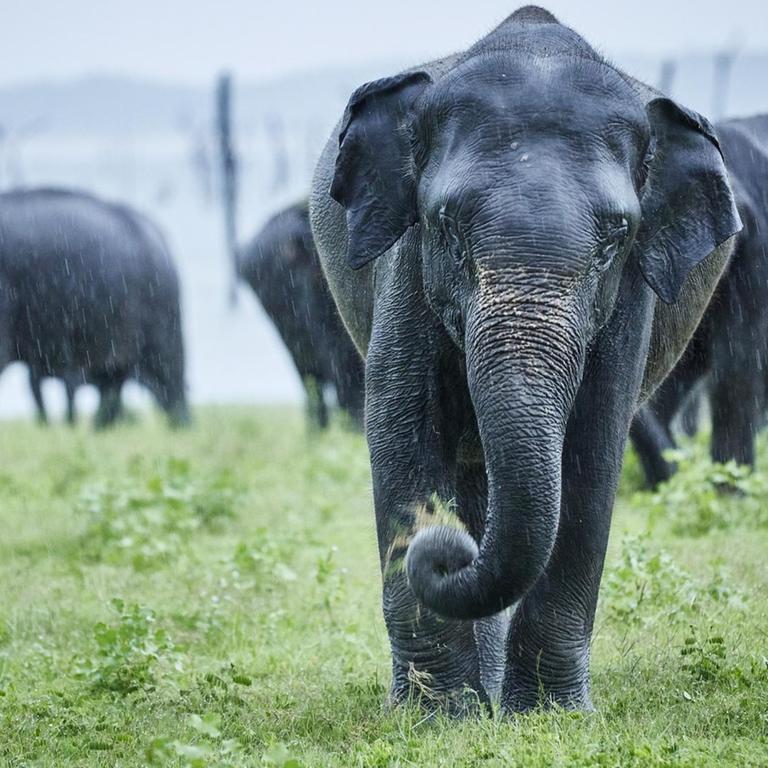 Asiatische Elefanten auf einer Wiese